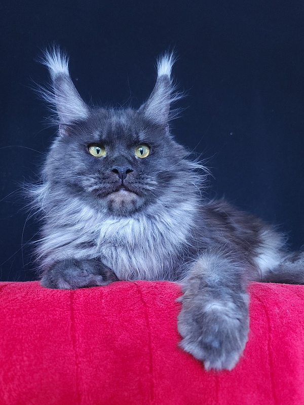 Queen Katti Akbars - Adult maine-coon 1 year 10 months 3 weeks