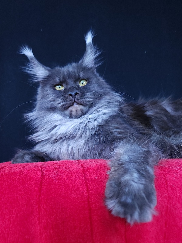 Queen Katti Akbars - Adult maine-coon 1 year 10 months 3 weeks