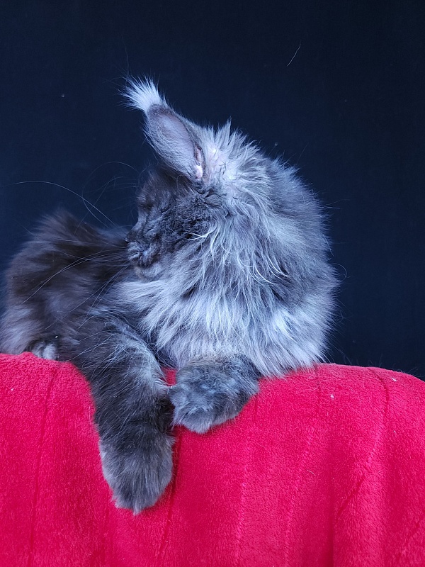 Queen Katti Akbars - Adult maine-coon 1 year 10 months 3 weeks