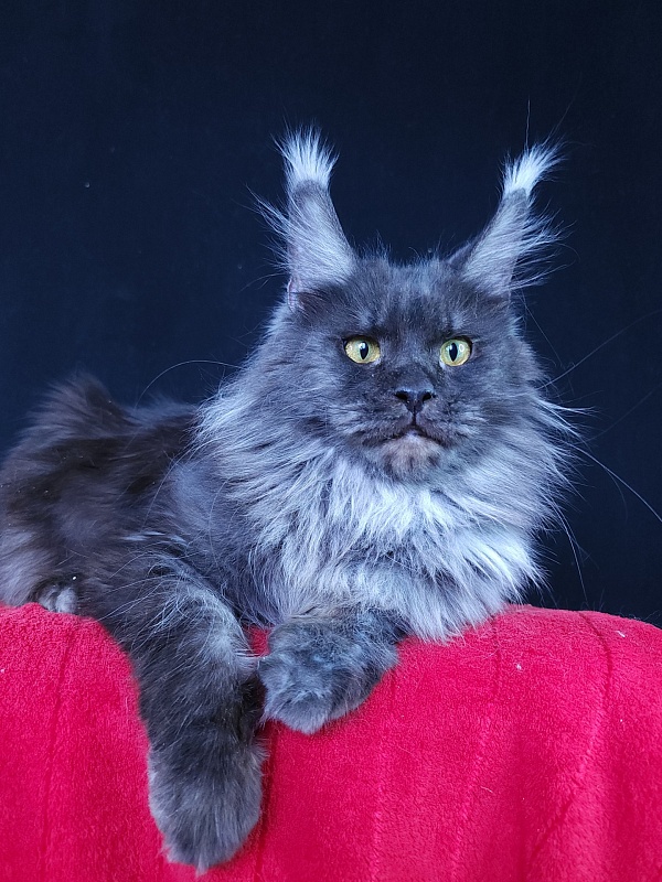 Queen Katti Akbars - Adult maine-coon 1 year 10 months 3 weeks