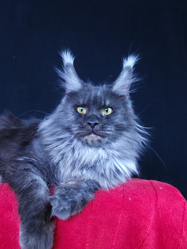 Queen Katti Akbars - Adult maine-coon 1 year 10 months 3 weeks