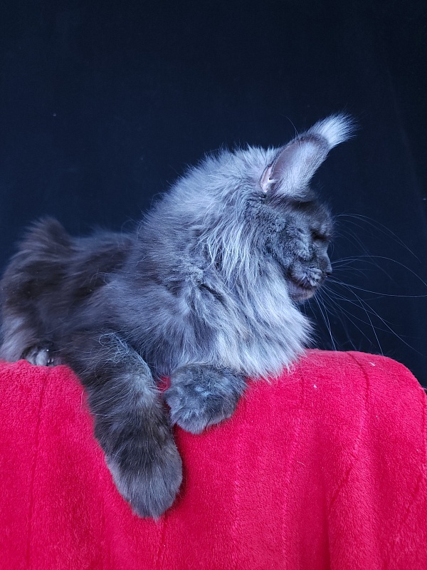 Queen Katti Akbars - Adult maine-coon 1 year 10 months 3 weeks