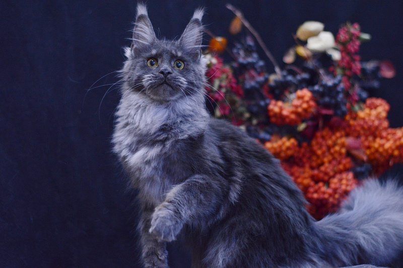 Queen Katti Akbars - Kitten maine-coon 6 months