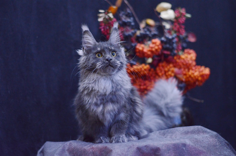 Queen Katti Akbars - Kitten maine-coon 6 months