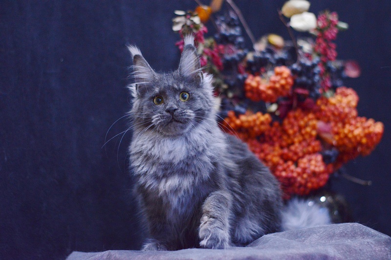 Queen Katti Akbars - Kitten maine-coon 6 months