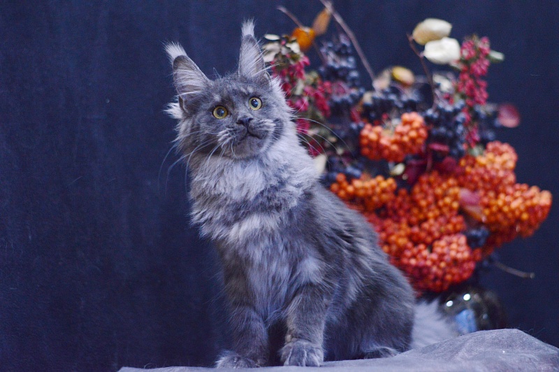 Queen Katti Akbars - Kitten maine-coon 6 months