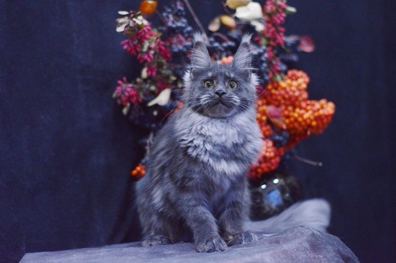 Queen Katti Akbars - Kitten maine-coon 6 months