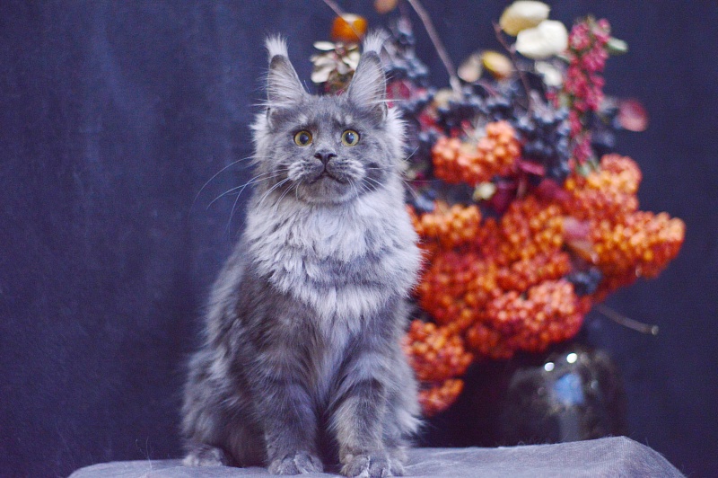 Queen Katti Akbars - Kitten maine-coon 6 months