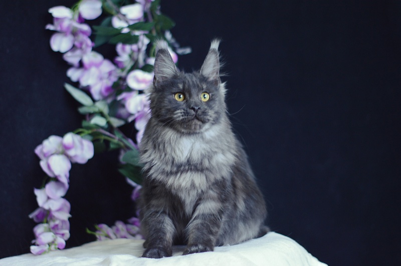 Queen Katti Akbars - Junior maine-coon 7 months