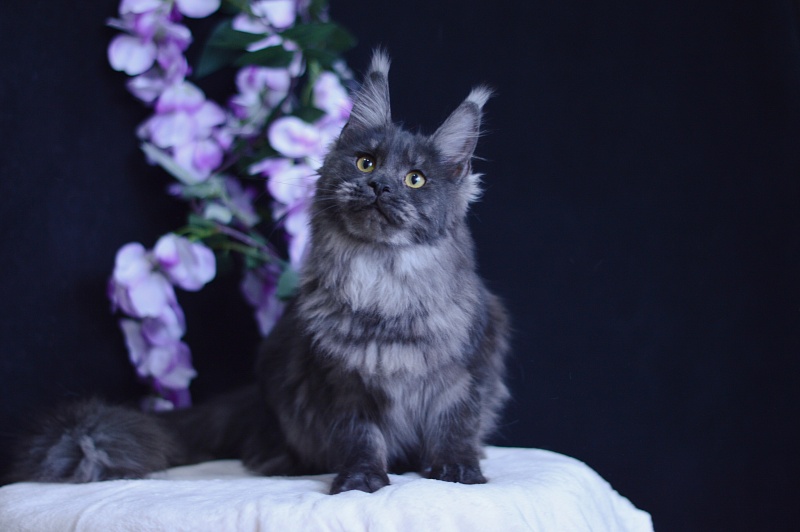 Queen Katti Akbars - Junior maine-coon 7 months