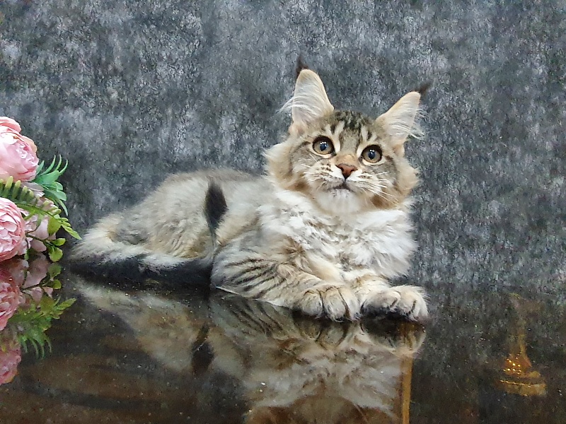Urfina Class Akbars - Kitten maine-coon 3 months 1 week