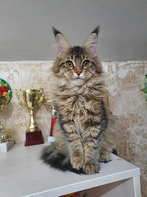 Urfina Class Akbars - Kitten maine-coon 4 months 1 week