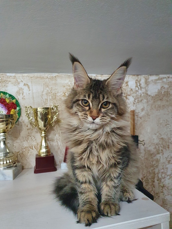 Urfina Class Akbars - Kitten maine-coon 4 months 1 week