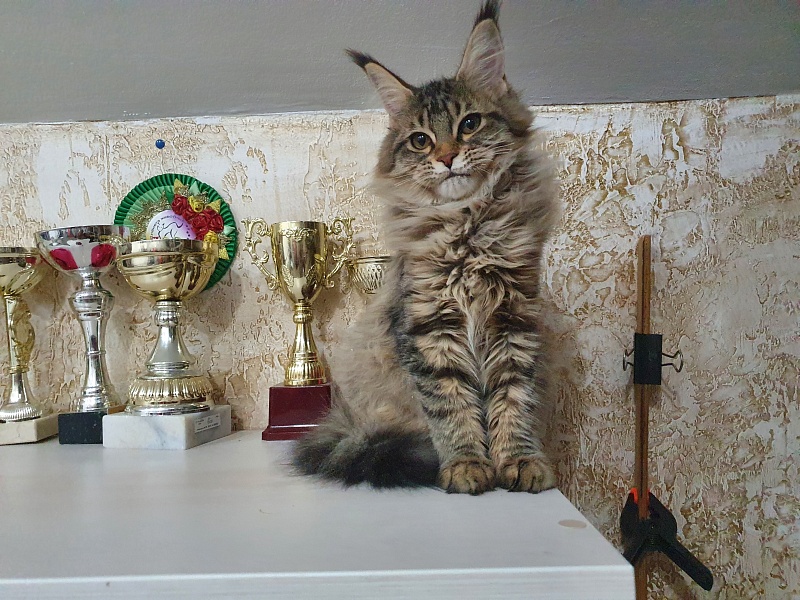 Urfina Class Akbars - Kitten maine-coon 4 months 1 week