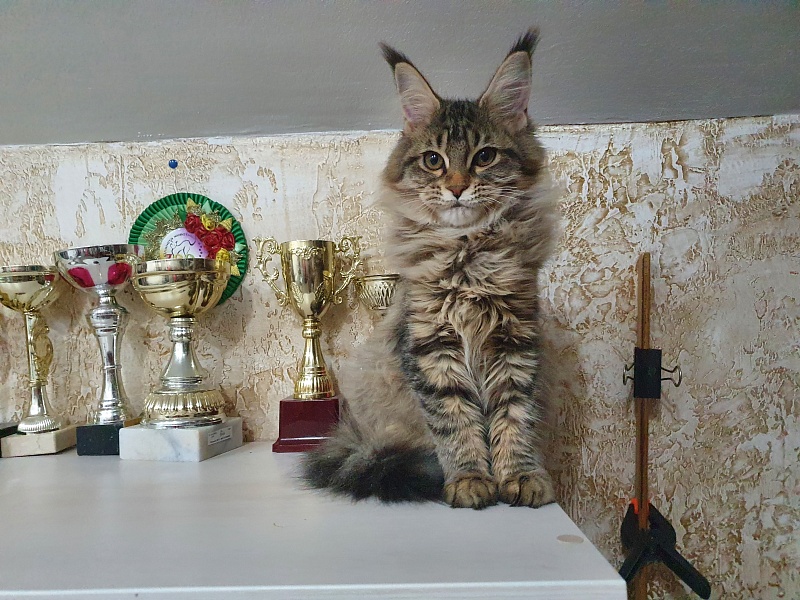 Urfina Class Akbars - Kitten maine-coon 4 months 1 week