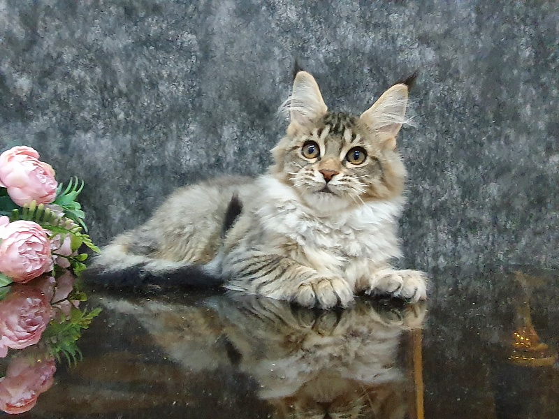 Urfina Class Akbars - Kitten maine-coon 3 months 1 week