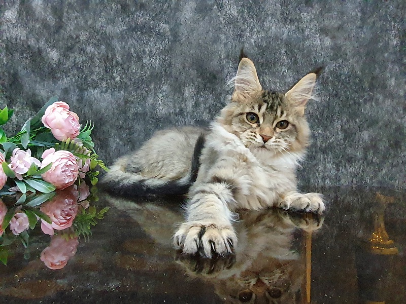 Urfina Class Akbars - Kitten maine-coon 3 months 1 week