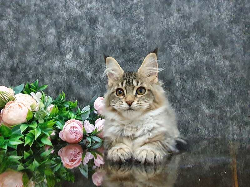 Urfina Class Akbars - Kitten maine-coon 3 months 1 week