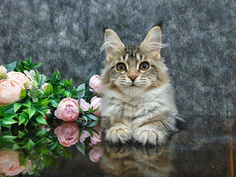 Urfina Class Akbars - Kitten maine-coon 3 months 1 week