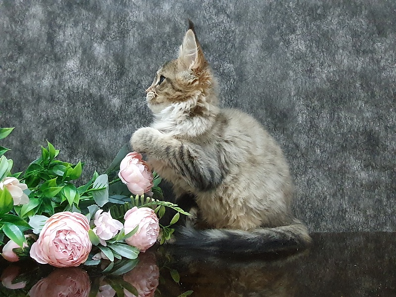 Urfina Class Akbars - Kitten maine-coon 3 months 1 week