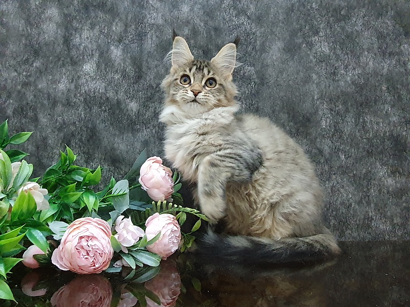 Urfina Class Akbars - Kitten maine-coon 3 months 1 week