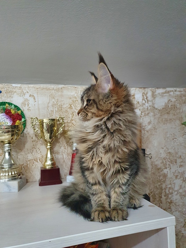 Urfina Class Akbars - Kitten maine-coon 4 months 1 week