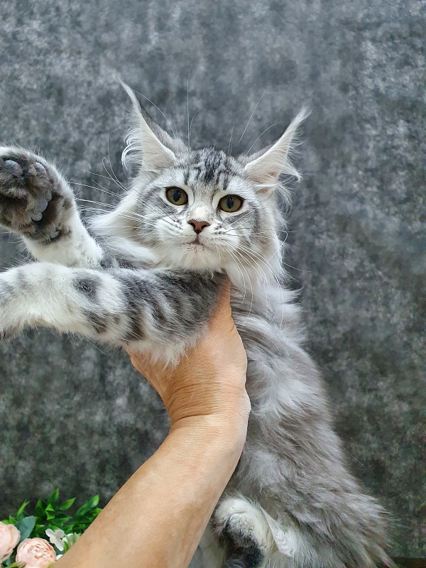 Udacha Akbars - Kitten maine-coon 3 months 1 week