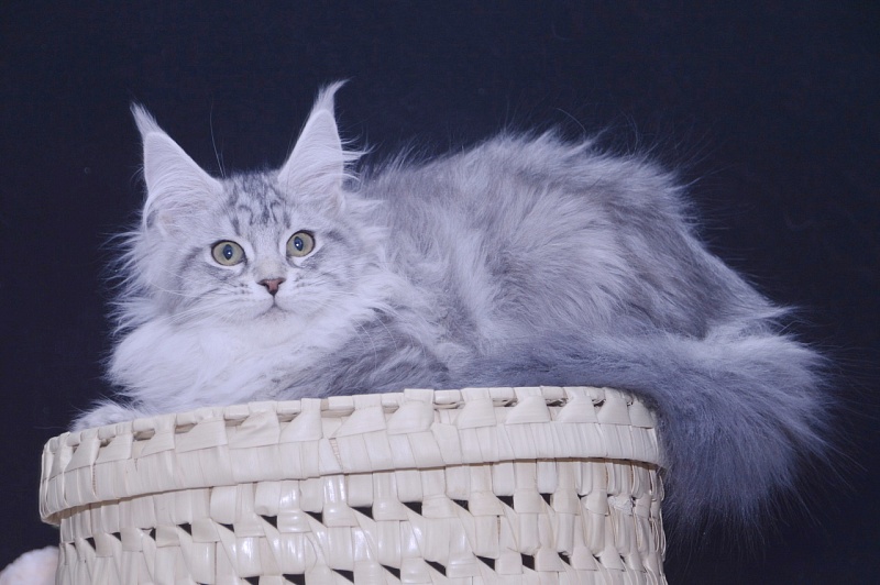 Udacha Akbars - Kitten maine-coon 3 months 3.5 weeks