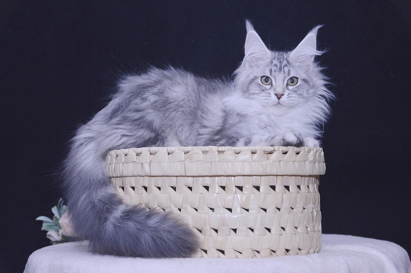 Udacha Akbars - Kitten maine-coon 3 months 3.5 weeks