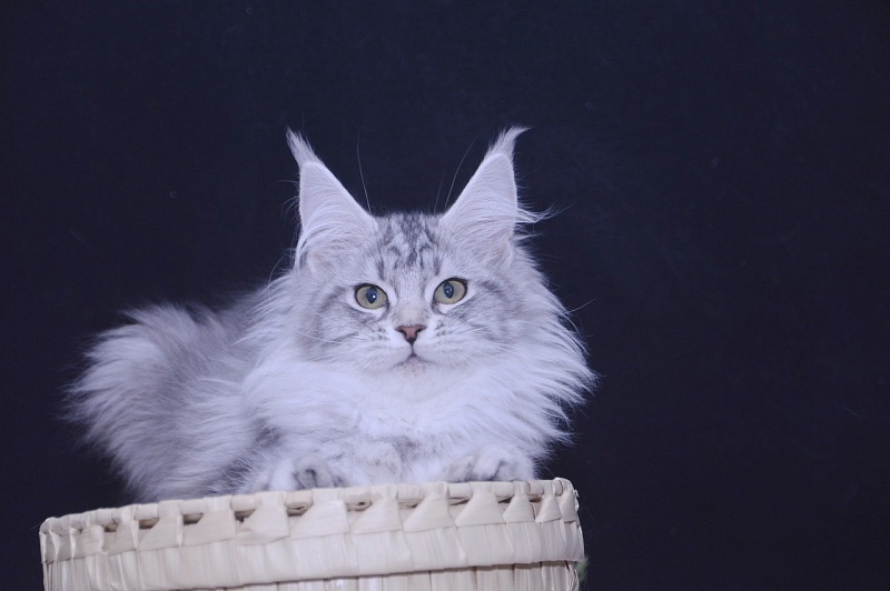 Udacha Akbars - Kitten maine-coon 3 months 3.5 weeks