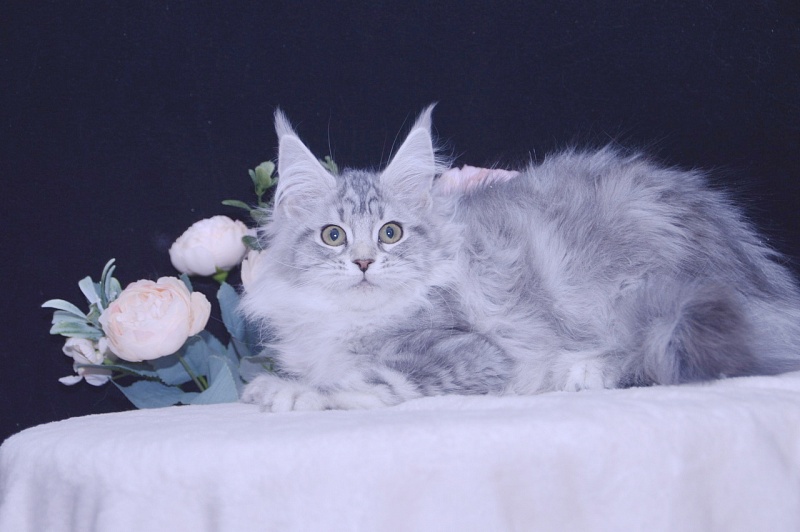 Udacha Akbars - Kitten maine-coon 3 months 3.5 weeks