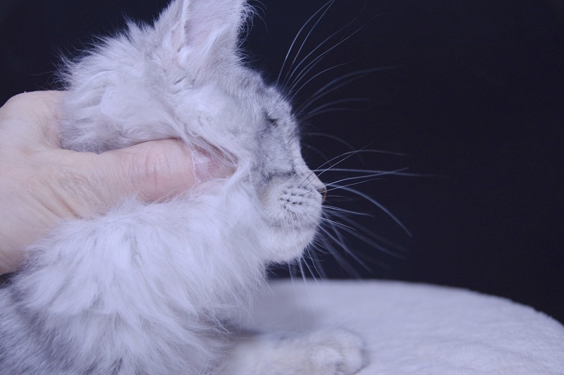 Udacha Akbars - Kitten maine-coon 3 months 3.5 weeks