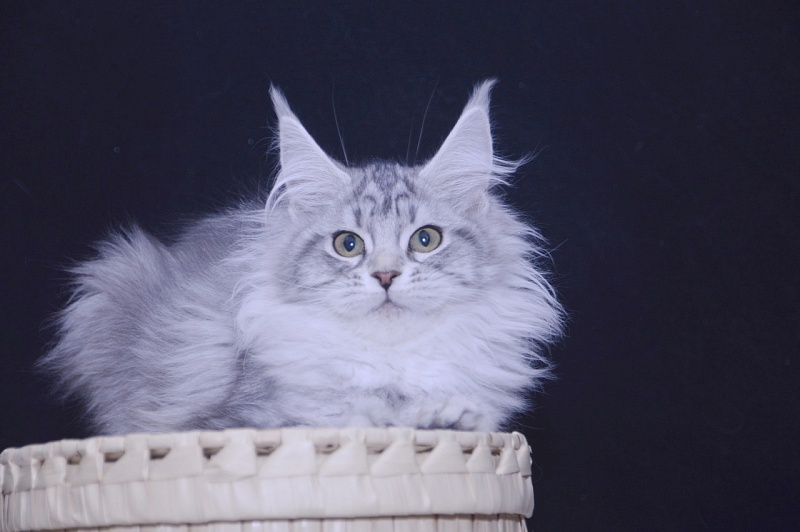 Udacha Akbars - Kitten maine-coon 3 months 3.5 weeks