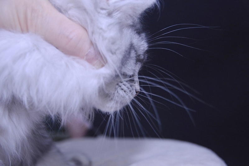 Udacha Akbars - Kitten maine-coon 3 months 3.5 weeks