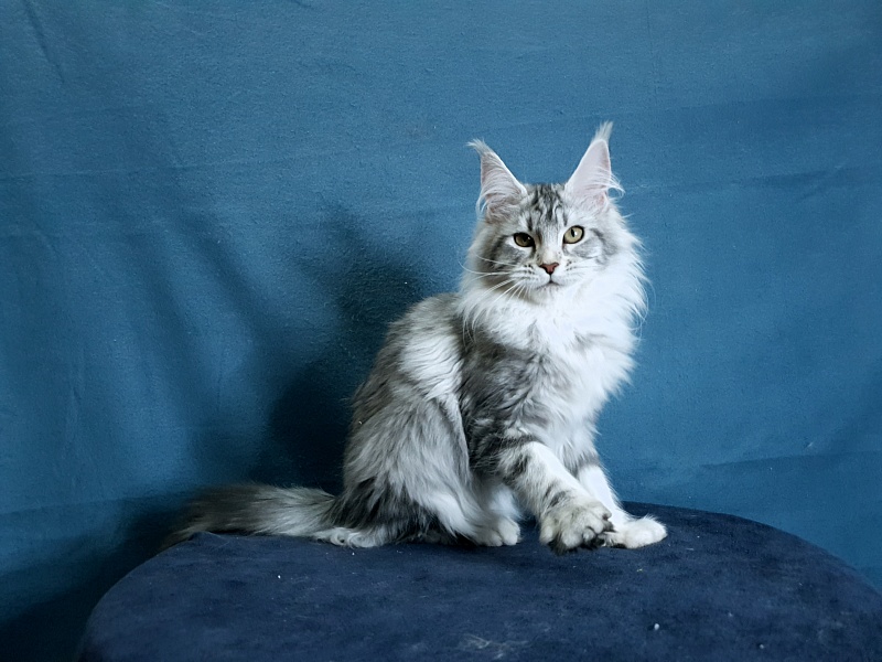 Udacha Akbars - Kitten maine-coon 4 months 1.5 week
