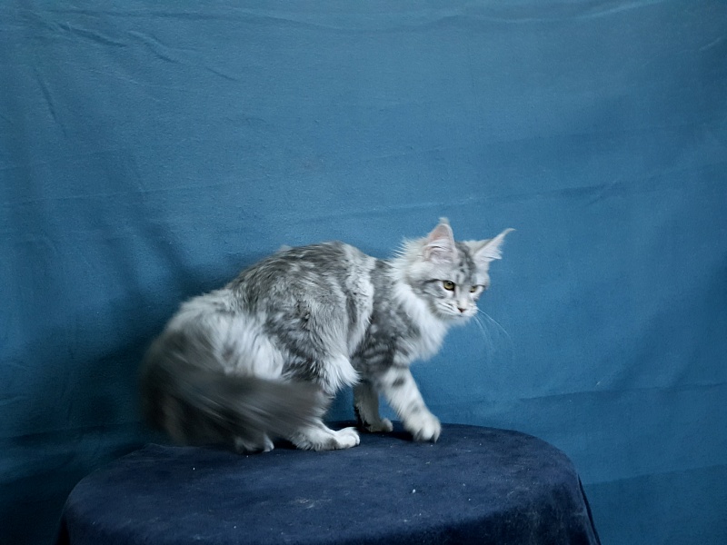 Udacha Akbars - Kitten maine-coon 4 months 1.5 week