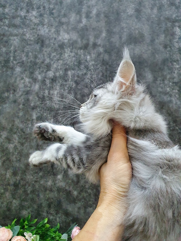 Udacha Akbars - Kitten maine-coon 3 months 1 week