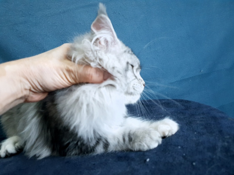 Udacha Akbars - Kitten maine-coon 4 months 1.5 week