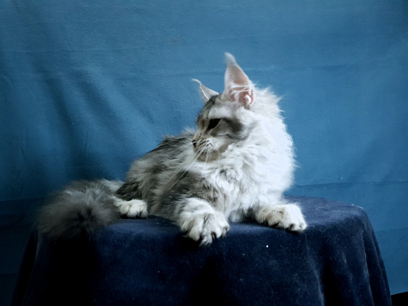 Udacha Akbars - Kitten maine-coon 4 months 1.5 week