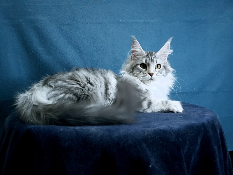 Udacha Akbars - Kitten maine-coon 4 months 1.5 week
