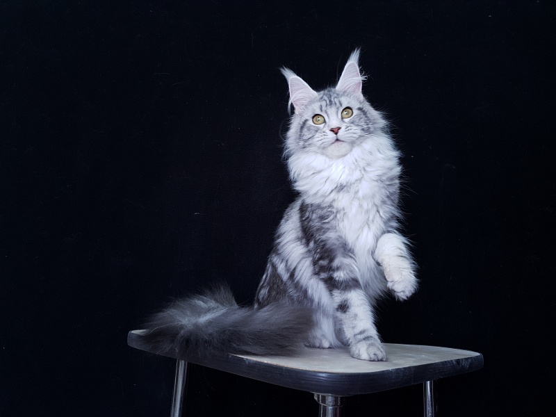 Udacha Akbars - Kitten maine-coon 6 months 2.5 weeks