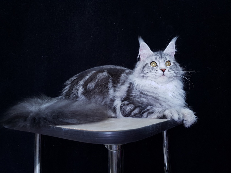 Udacha Akbars - Kitten maine-coon 6 months 2.5 weeks
