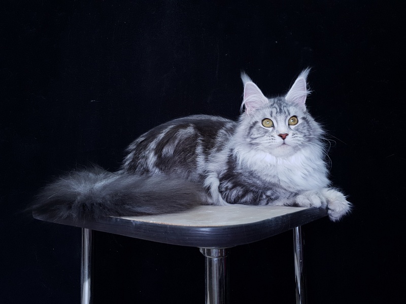 Udacha Akbars - Kitten maine-coon 6 months 2.5 weeks