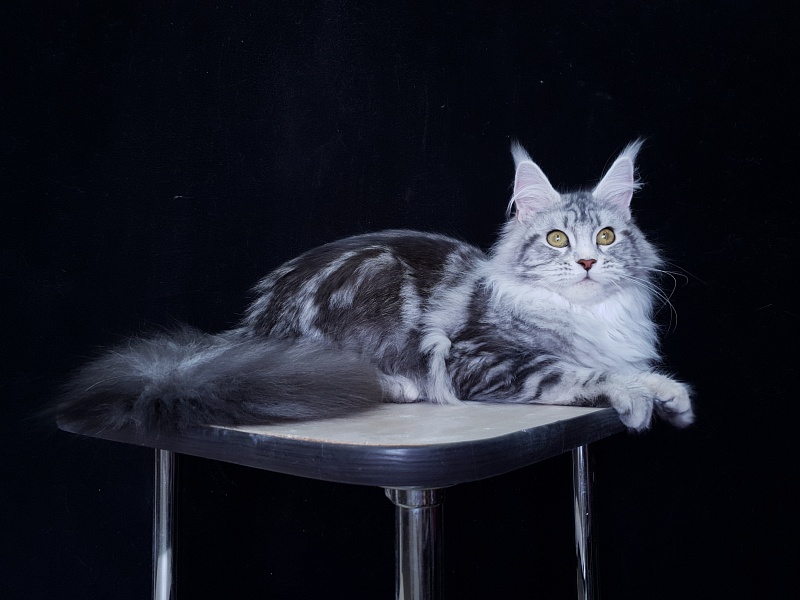 Udacha Akbars - Kitten maine-coon 6 months 2.5 weeks