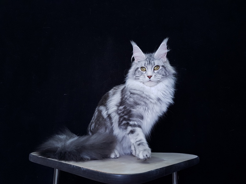 Udacha Akbars - Kitten maine-coon 6 months 2.5 weeks