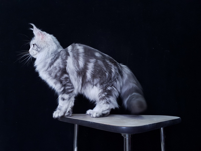 Udacha Akbars - Kitten maine-coon 6 months 2.5 weeks