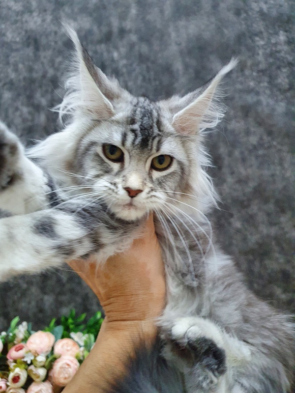 Udacha Akbars - Kitten maine-coon 3 months 1 week