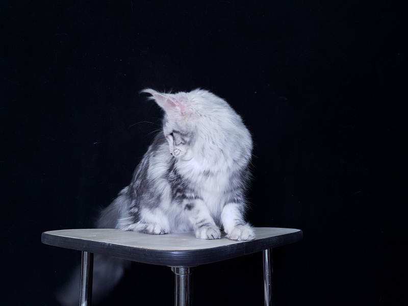 Udacha Akbars - Kitten maine-coon 6 months 2.5 weeks