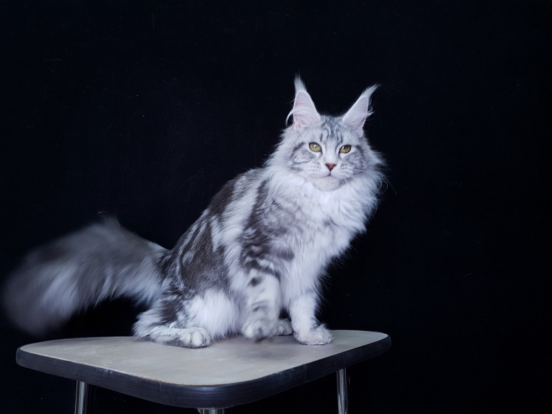 Udacha Akbars - Kitten maine-coon 6 months 2.5 weeks