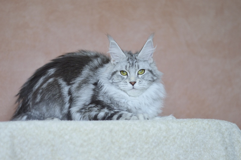 Udacha Akbars - Junior maine-coon 7 months 0.5 weeks